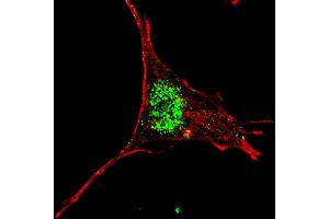 Fluorescent confocal image of SY5Y cells stained with (ABIN655898 and ABIN2845298) KLF4 (C-term) antibody. (KLF4 antibody  (C-Term))