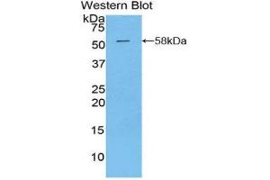 Western Blotting (WB) image for anti-Kallikrein 6 (KLK6) (AA 26-261) antibody (ABIN3208076) (Kallikrein 6 antibody  (AA 26-261))