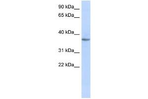 WB Suggested Anti-OR10X1 Antibody Titration: 0. (OR10X1 antibody  (Middle Region))