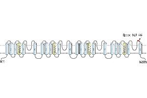 Representative domain view of the target of ABIN7884823.
