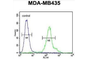 CU002 Antibody (C-term) flow cytometric analysis of MDA-MB435 cells (right histogram) compared to a negative control cell (left histogram).