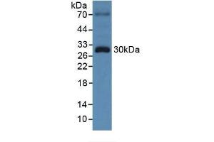 Detection of TOR3A in Human 293T Cells using Polyclonal Antibody to Torsin 3A (TOR3A) (TOR3A antibody  (AA 97-361))