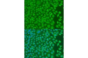 Immunofluorescence analysis of U2OS cells using PCBP1 antibody. (PCBP1 antibody  (AA 100-200))