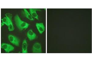 Immunofluorescence analysis of HeLa cells, using Kir5. (KIR5.1 antibody  (Ser416))