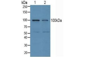 Western blot analysis of (1) Human Jurkat Cells and (2) Human K562 Cells.