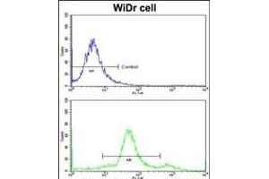 Flow cytometric analysis of widr cells using YWHAG Antibody (Center)(bottom histogram) compared to a negative control cell (top histogram)FITC-conjugated goat-anti-rabbit secondary antibodies were used for the analysis. (14-3-3 gamma antibody  (AA 136-164))