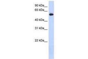 Image no. 1 for anti-Fyn-Related Kinase (FRK) (AA 35-84) antibody (ABIN6741263) (FRK antibody  (AA 35-84))