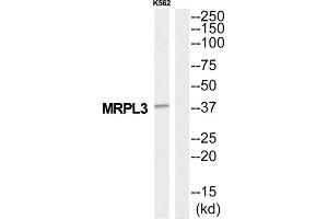 Western Blotting (WB) image for anti-Mitochondrial Ribosomal Protein L3 (MRPL3) (Internal Region) antibody (ABIN1851574) (MRPL3 antibody  (Internal Region))