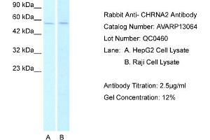 Western Blotting (WB) image for anti-Cholinergic Receptor, Nicotinic, alpha 2 (Neuronal) (CHRNA2) (N-Term) antibody (ABIN184249) (CHRNA2 antibody  (N-Term))