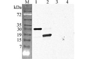 Western blot analysis using anti-CTRP5 (GD) (human), pAb  at 1:4'000 dilution.