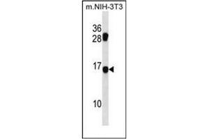 Western blot analysis of MDS1 Antibody (Center) in mouse NIH-3T3 cell line lysates (35ug/lane). (MECOM antibody  (Middle Region))