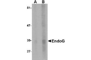 Western Blotting (WB) image for anti-Endonuclease G (ENDOG) (AA 51-140) antibody (ABIN492523) (Endonuclease G antibody  (AA 51-140))