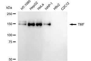 Western blotting analysis using TMF antibody (ABIN7800518). (Recombinant TMF1 antibody)