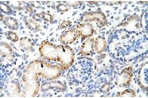 Immunohistochemical staining (Formalin-fixed paraffin-embedded sections) of human kidney with HNRNPK polyclonal antibody  at 4-8 ug/mL working concentration. (HNRNPK antibody  (N-Term))