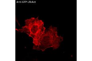 Immunofluorescence (IF) image for anti-Green Fluorescent Protein (GFP) antibody (ABIN7273023) (GFP antibody)