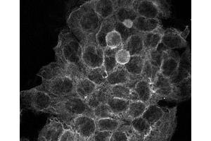 Immunofluorescence (IF) image for anti-Tubulin, alpha 1B (TUBA1B) (C-Term) antibody (ABIN964563)