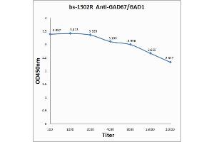 Antigen: 0. (GAD antibody  (AA 455-594))