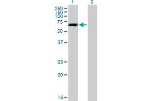 Western Blot analysis of PPP2R2C expression in transfected 293T cell line by PPP2R2C MaxPab polyclonal antibody.