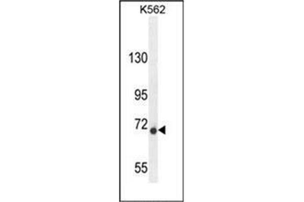 DPY19L1 antibody  (C-Term)