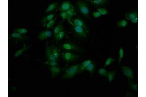 Immunofluorescence staining of Hela cells with ABIN7151021 at 1:200, counter-stained with DAPI. (FANCL antibody  (AA 138-248))