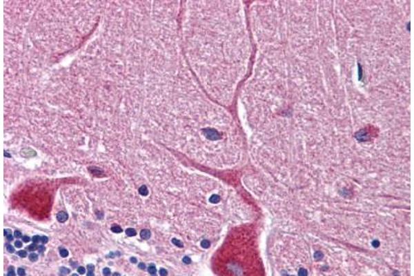 RWDD3 antibody  (C-Term)
