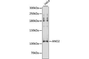 Western blot analysis of extracts of HeLa cells, using ANO2 antibody (ABIN6291635) at 1:3000 dilution. (Anoctamin 2 antibody)