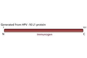 Image no. 2 for anti-L1 Protein antibody (ABIN967423) (L1 Protein antibody)