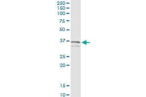 Immunoprecipitation of MYD88 transfected lysate using anti-MYD88 MaxPab rabbit polyclonal antibody and Protein A Magnetic Bead , and immunoblotted with MYD88 purified MaxPab mouse polyclonal antibody (B02P) . (MYD88 antibody  (AA 1-296))