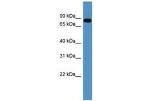 Image no. 1 for anti-Collagen, Type IX, alpha 3 (COL9A3) (AA 507-556) antibody (ABIN6746558) (COL9A3 antibody  (AA 507-556))