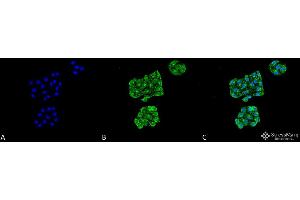 Immunocytochemistry/Immunofluorescence analysis using Mouse Anti-GRP78 Monoclonal Antibody, Clone 6H4-2G7 . (GRP78 antibody  (Atto 390))