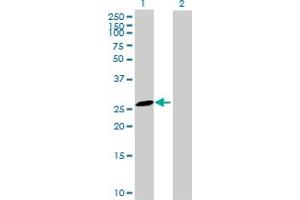 Western Blot analysis of MS4A6A expression in transfected 293T cell line by MS4A6A MaxPab polyclonal antibody. (MS4A6A antibody  (AA 1-248))