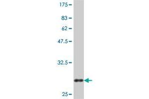 Western Blot detection against Immunogen (31. (Claudin 2 antibody  (AA 29-80))