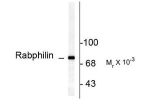 Image no. 1 for anti-Rabphilin 3A (RPH3A) (pSer234) antibody (ABIN372710) (RPH3A antibody  (pSer234))