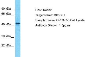 Host: Rabbit Target Name: CX3CL1 Sample Type: OVCAR-3 Whole Cell lysates Antibody Dilution: 3.