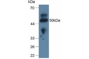 Western blot analysis of Rat Lung Tissue. (Apolipoprotein L 2 antibody  (AA 186-337))