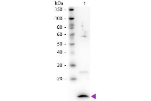 Western Blot of Rabbit Anti-Beta-2-Microglobulin antibody.