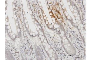 Immunoperoxidase of monoclonal antibody to APOF on formalin-fixed paraffin-embedded human small Intestine. (Apolipoprotein F antibody  (AA 37-327))