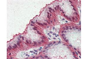 Anti-EMB antibody IHC of human stomach. (Embigin antibody  (Internal Region))