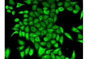 Immunofluorescence analysis of A549 cells using APRT antibody. (APRT antibody  (AA 1-180))