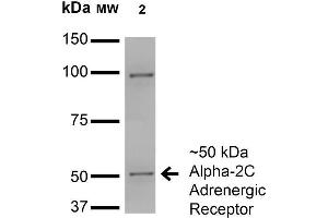 ADRA2C antibody  (AA 442-462)