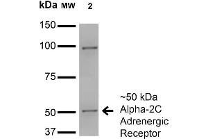 Western Blot analysis of Monkey COS cells transfected with HA-tagged Alpha-2C showing detection of ~50 kDa Alpha-2C Adrenergic Receptor protein using Mouse Anti-Alpha-2C Adrenergic Receptor Monoclonal Antibody, Clone S330A-80 .