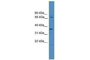 WB Suggested Anti-SF4 Antibody Titration:  0. (Splicing Factor 4 antibody  (C-Term))