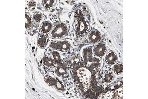 Immunohistochemical staining of human breast with C7orf46 polyclonal antibody  shows distinct cytoplasmic positivity in glandular cells at 1:20-1:50 dilution. (FAM221A antibody)