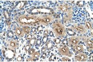 Immunohistochemical staining (Formalin-fixed paraffin-embedded sections) of human kidney with CLEC4M polyclonal antibody  at 4-8 ug/mL working concentration. (C-Type Lectin Domain Family 4, Member M (CLEC4M) (N-Term) antibody)