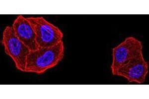 Immunofluorescence analysis of Hela cells using DDX1 mouse mAb.