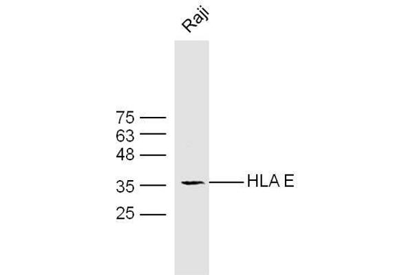 HLA-E anticorps  (AA 251-358)