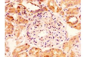 IHC image of ABIN7153857 diluted at 1:100 and staining in paraffin-embedded human kidney tissue performed on a Leica BondTM system. (GLIPR1 antibody  (AA 22-232))