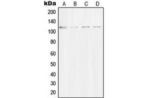 Western blot analysis of Striatin expression in A549 (A), NIH3T3 (B), SKNSH (C), rat brain (D) whole cell lysates.