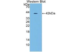 Western blot analysis of the recombinant protein. (Insulin antibody  (AA 25-110))