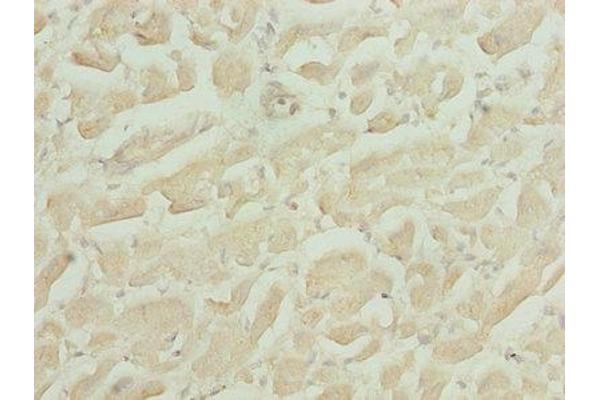HS3ST1 antibody  (AA 21-307)